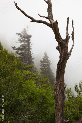 Appalachian Trail in the Great Smoky Mountains