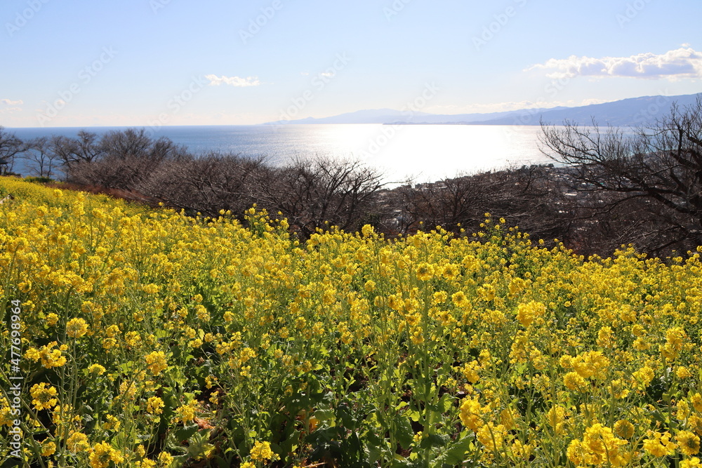 菜の花の風景