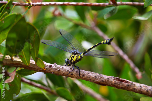 Ictinogomphus australis, known as the Australian tiger, is a species of dragonfly in the family Lindeniidae photo