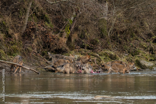 The Wolves eating a deer. Bieszczady Mountains, Carpathians, Poland.