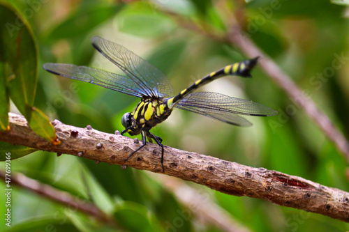 Ictinogomphus australis, known as the Australian tiger, is a species of dragonfly in the family Lindeniidae