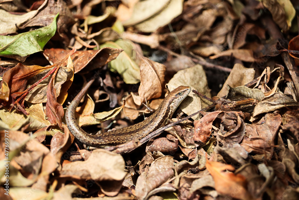 Small garden skink sunbaking on the ground surrounded by dead leaves Small garden skink sunbaking on the ground surrounded by dead leaves