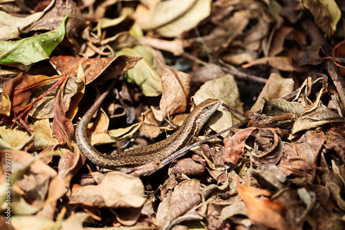 Small garden skink sunbaking on the ground surrounded by dead leaves