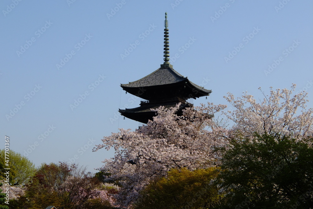 Cherry blossom in full bloom against a background of World Heritage, Kyoto TOJI temple Cherry blossom in full bloom against a background of World Heritage, Kyoto TOJI temple