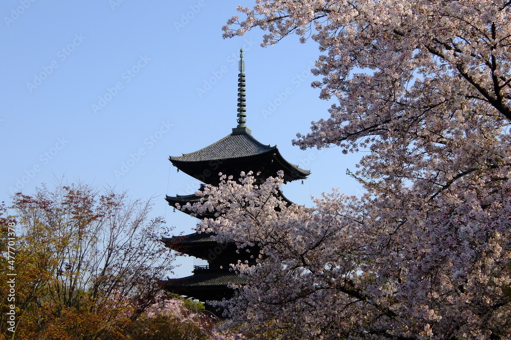 Cherry blossom in full bloom against a background of World Heritage, Kyoto TOJI temple Cherry blossom in full bloom against a background of World Heritage, Kyoto TOJI temple