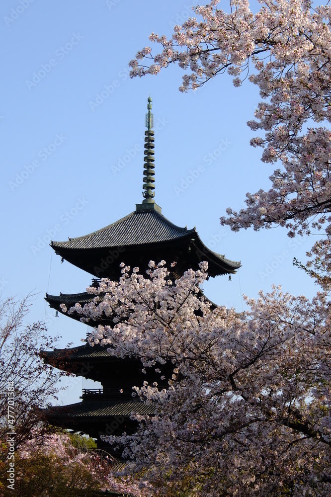 Cherry blossom in full bloom against a background of World Heritage, Kyoto TOJI temple Cherry blossom in full bloom against a background of World Heritage, Kyoto TOJI temple