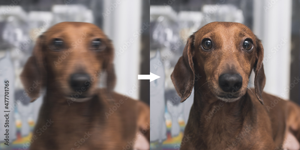 Example of AI deblurring Technology to correct an unfocused image of a dachshund due to camera shake. Before and after comparison. - obrazy, fototapety, plakaty 