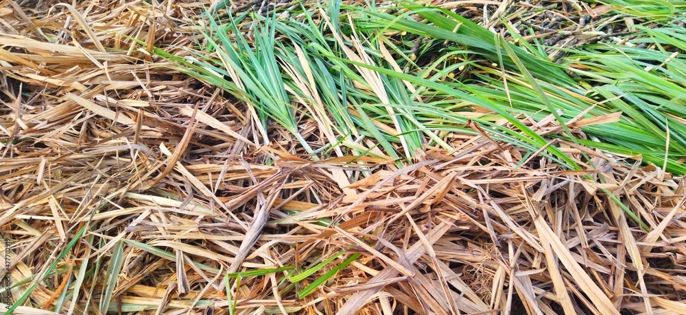 Green and dry gold leaves of sugarcane background Green and dry gold leaves of sugarcane background