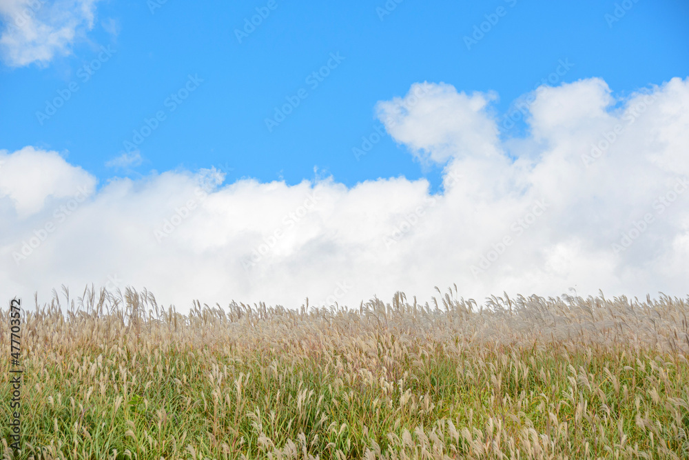 Obraz premium grass and sky