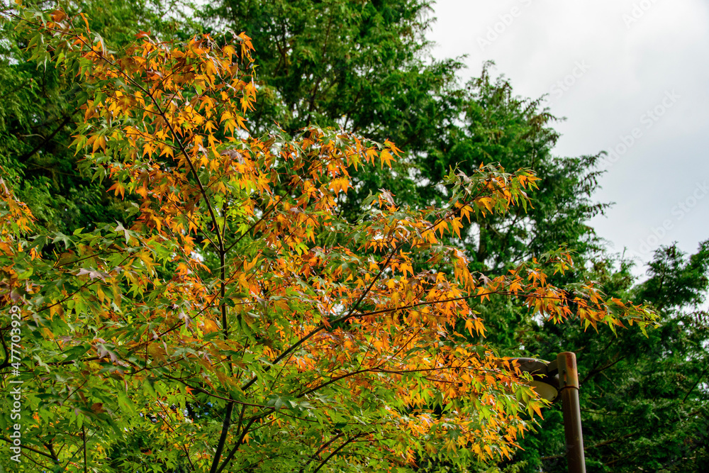 autumn in the park autumn in the park