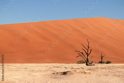 The famous place Deadvlei. Beautiful landscape in the Namib desert