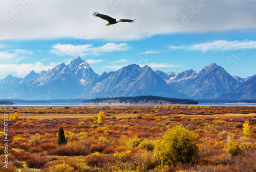 Fotografia, Obraz Eagle in Grand Teton