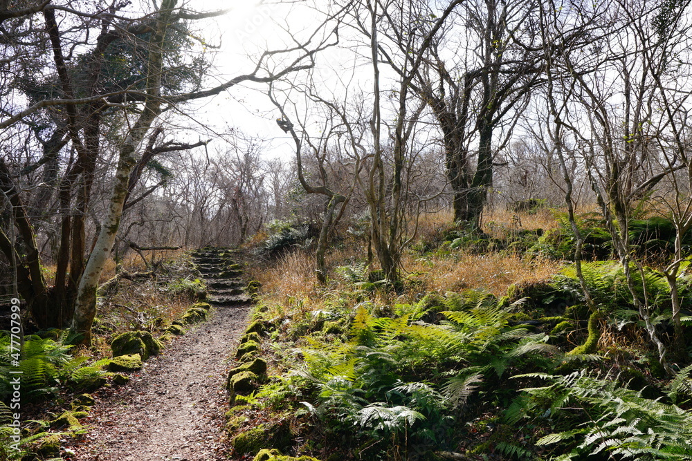 Fototapeta premium fern and bare trees in winter forest