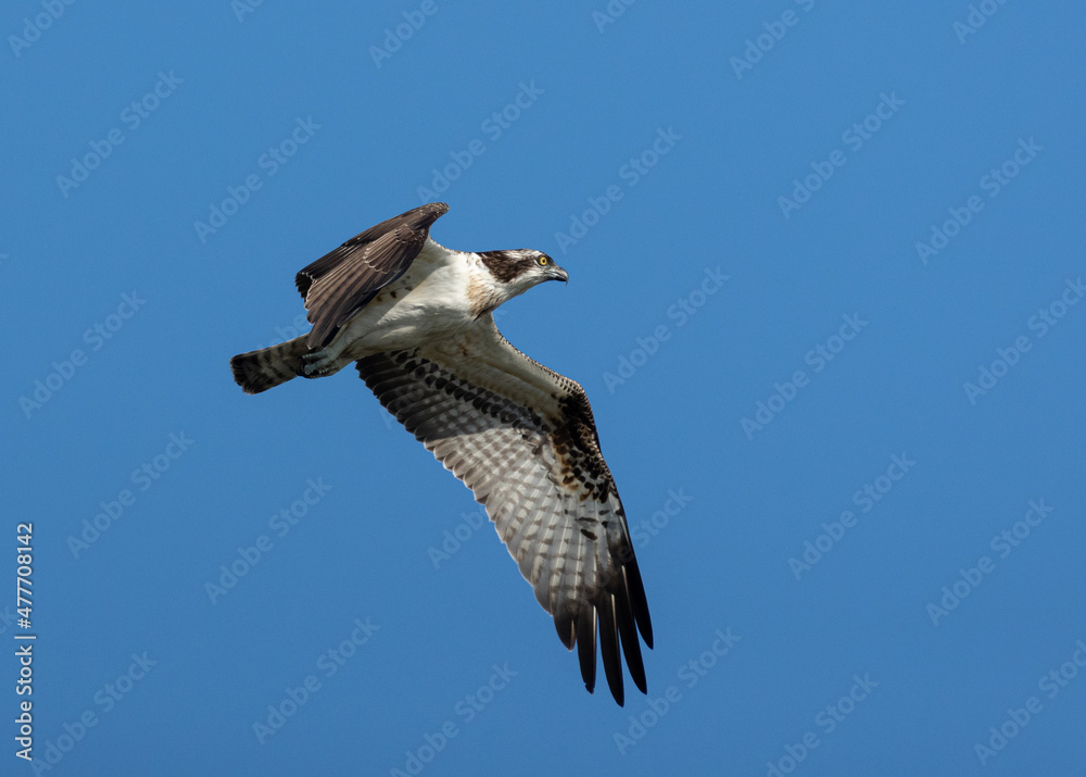 Obraz premium 飛んでいる猛禽 ミサゴ