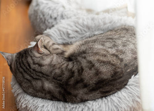 Fototapeta Naklejka Na Ścianę i Meble -  眠る猫の後ろ姿　サバトラ猫