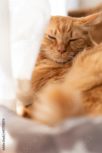 眠る猫の顔 茶トラ猫