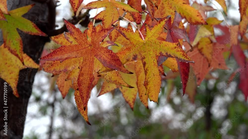 Red and orange leaves of a deciduous tree blow from a gentle wind in a closeup view during a rainstorm. Red and orange leaves of a deciduous tree blow from a gentle wind in a closeup view during a rainstorm.