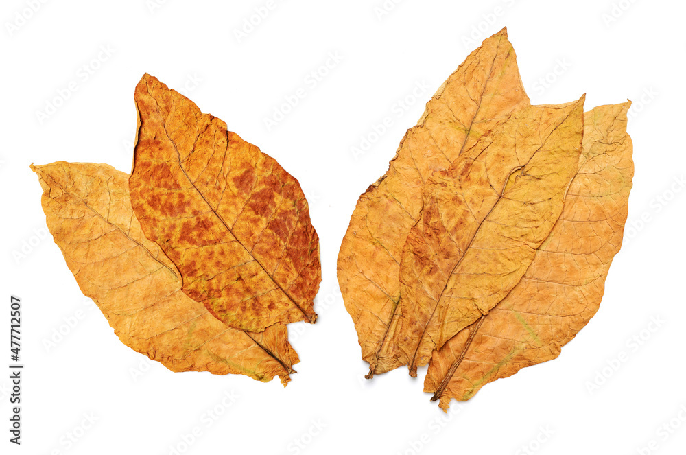 dry leaf tobacco closeup on the white background dry leaf tobacco closeup on the white background