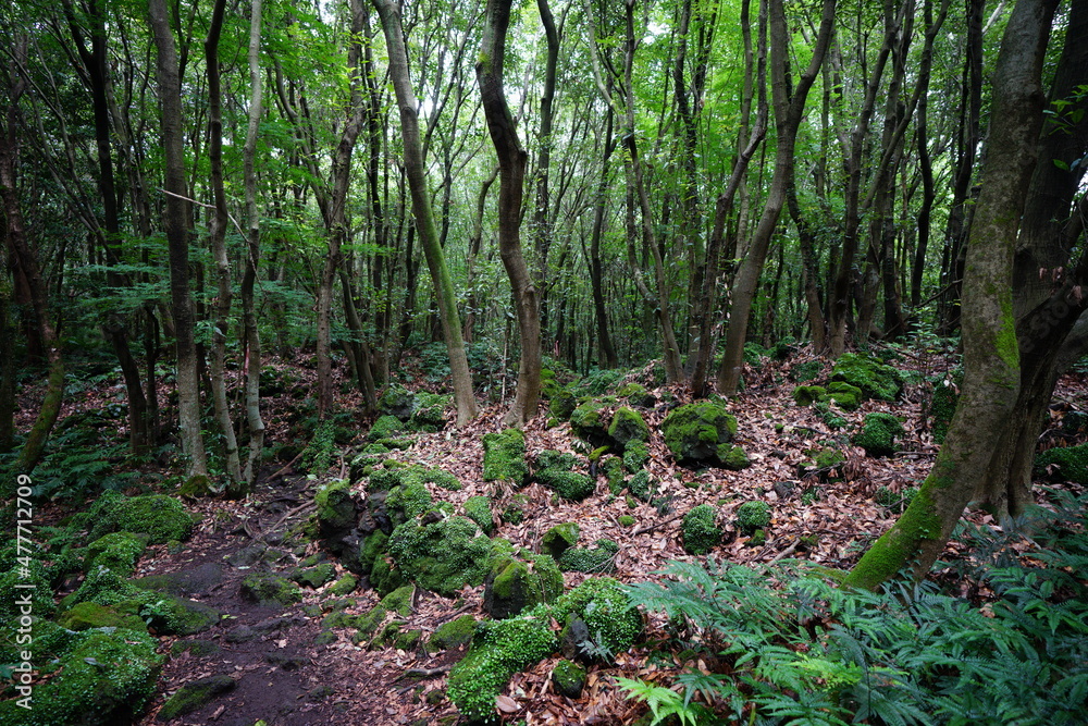 mossy rooks and trees in the deep forest mossy rooks and trees in the deep forest