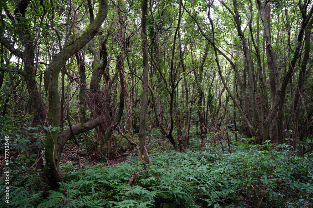 Obraz premium a dense primeval forest in summer
