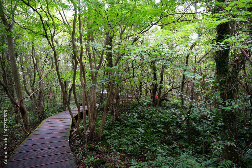 Obraz premium a dense green forest with a pathway