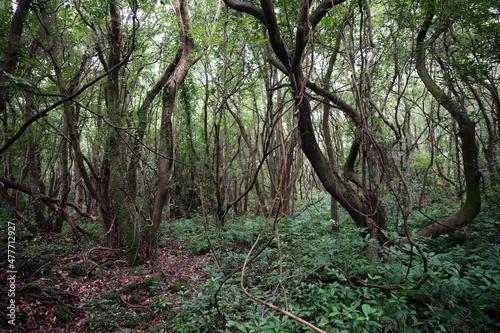 a dense primeval forest in summer