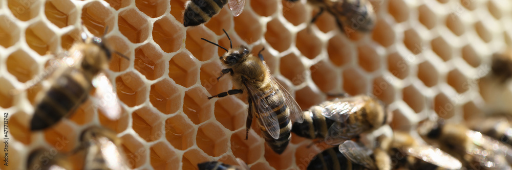 Bee on honeycomb with honey pieces of nectar in cages closeup - obrazy, fototapety, plakaty 