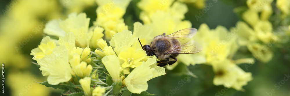 Yellow wildflowers in garden. Flowers that bloom all summer closeup Yellow wildflowers in garden. Flowers that bloom all summer closeup