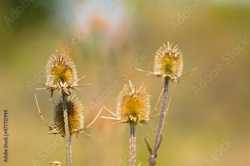 Green wild teasel seeds closeup view with warm green blurred background