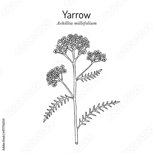 Achillea millefolium or Yarrow, medicinal plant