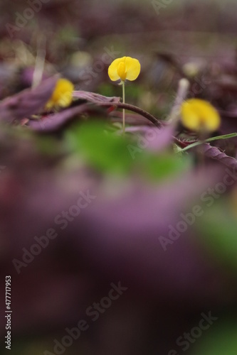 Fototapeta Naklejka Na Ścianę i Meble -  A yellow wild flower grows in the middle of fallen leaves.