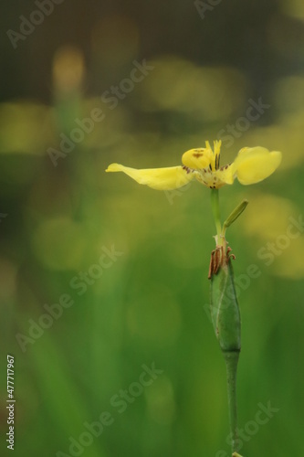 A yellow wild flower grows in the middle of fallen leaves.