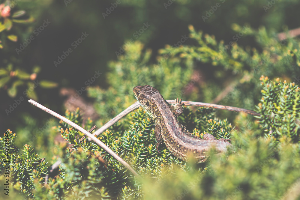 Symmetrically textured reptile skin closeup. Small reptilian animal, Lacerta agilis, on tiny green branches. Selective focus on the details, blurred background. Symmetrically textured reptile skin closeup. Small reptilian animal, Lacerta agilis, on tiny green branches. Selective focus on the details, blurred background.