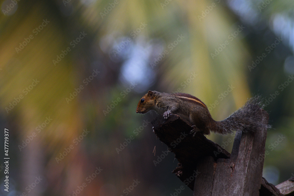 looks of a beautiful indian squirrel