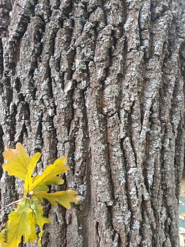 Yellow autumn oak leaves on oak bark background. Oak bark texture. Copy space