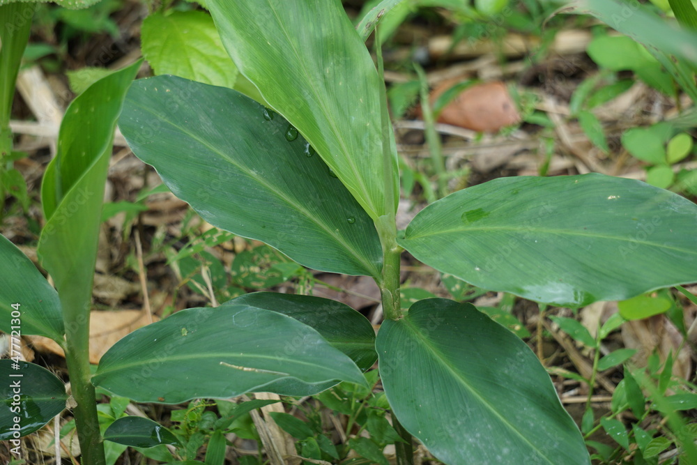 Bitter ginger leaves. Bitter ginger also called Zingiber zerumbet, awapuhi, shampoo ginger, lempuyang and pinecone ginger. Used as food flavoring and appetizers in various cuisines food Bitter ginger leaves. Bitter ginger also called Zingiber zerumbet, awapuhi, shampoo ginger, lempuyang and pinecone ginger. Used as food flavoring and appetizers in various cuisines food