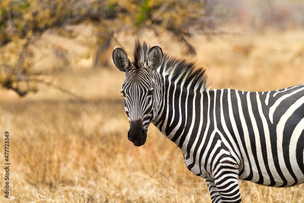 Fototapeta premium half body of a zebra in the safari looking at the camera