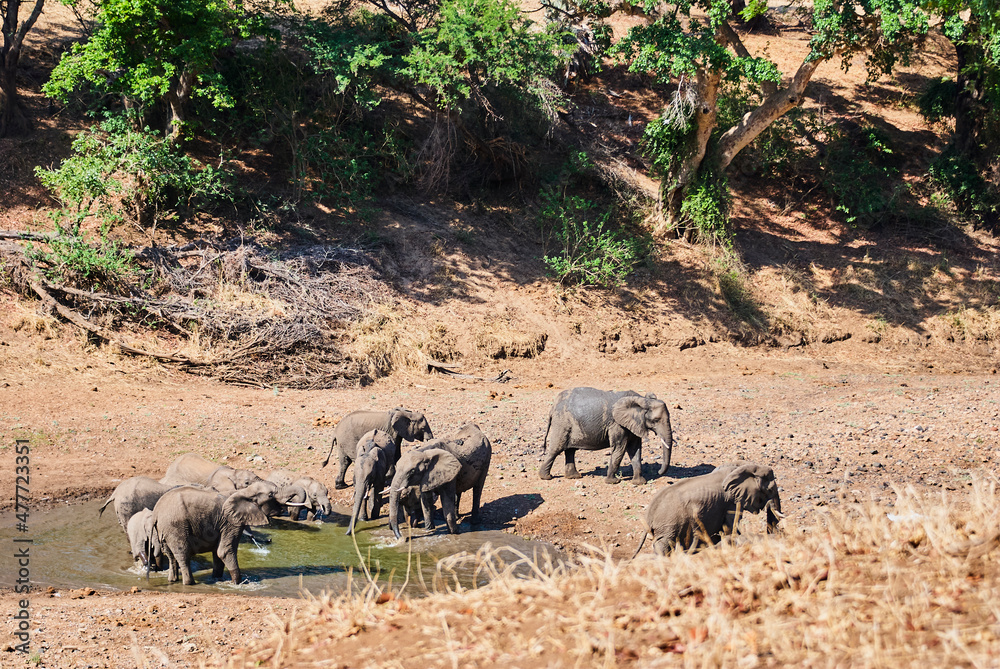 Herd of African elephants, Loxodonta, drinking at water hole Herd of African elephants, Loxodonta, drinking at water hole