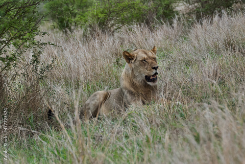 Young male African Lion lying in high grass
