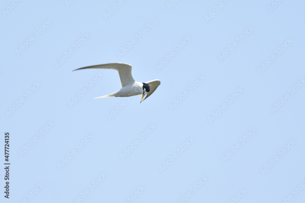 Obraz premium 飛ぶコアジサシ