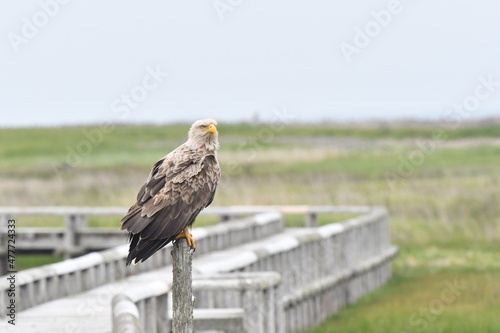 北海道のオジロワシ photo