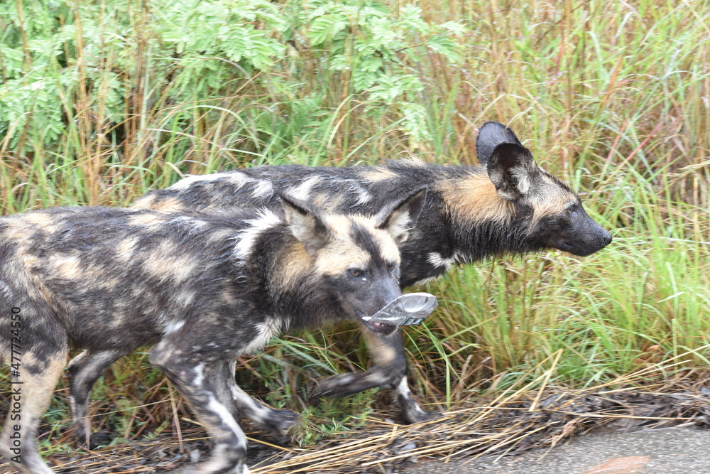 Humans are impacting the wildlife negatively Humans are impacting the wildlife negatively