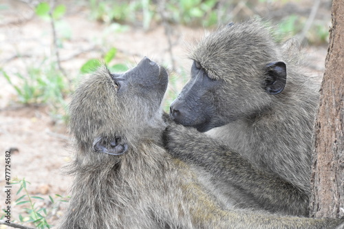 Obraz na płótnie Baboon life