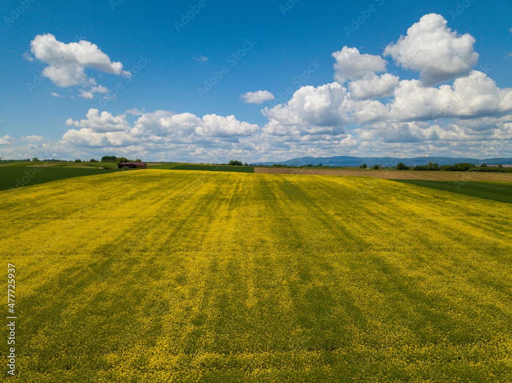 Fototapeta premium Rapeseed field aerial drone in Hessen Germany with clouds and blue sky on a summer day