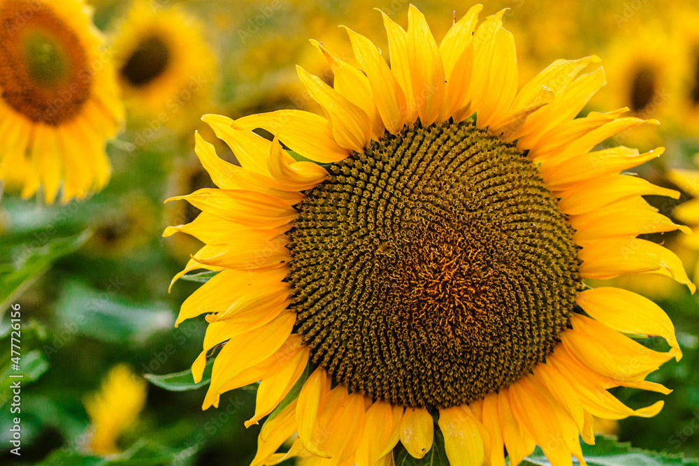 Obraz premium girasol