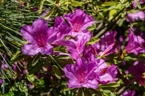 Purple Rhododendron Azalea on blurred background of green leaves. Selective focus. Colorful inflorescences of rhododendron close-up. Arboretum  Southern cultures . Sirius  Adler . Nature concept