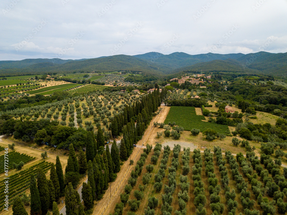 Aerial Drone view Bolgheri dall'alto, Viale dei Cipressi, cypress road and olive trees in Livorno Tuscany, Italy