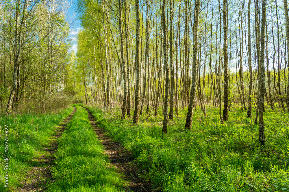 Fototapeta premium Dirt road through the spring birch forest
