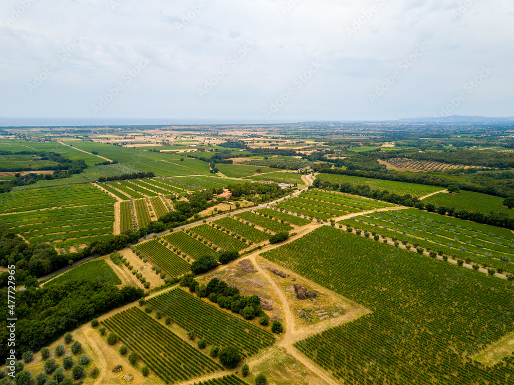 Aerial drone view of vineyards in Tuscany, Livorno close to Bolgheri, Italy
