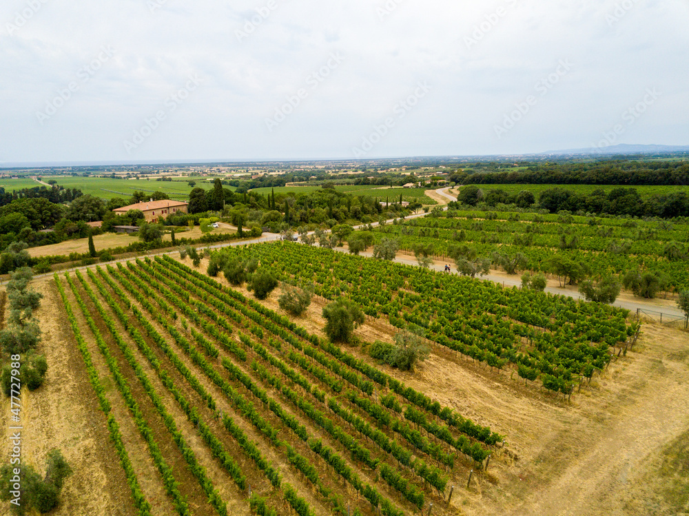 Aerial drone landscape of famous Tuscany hills with cypress trees, road, olive trees and vineyards, Italy spring fields close to Bolgheri, Livorno